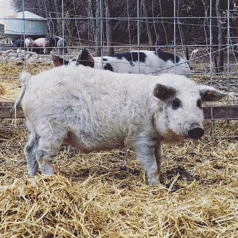 $50 for uncastrated runt. . Mangalitsa pig for sale indiana